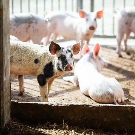 Tenuta Saiano 3* Torriana