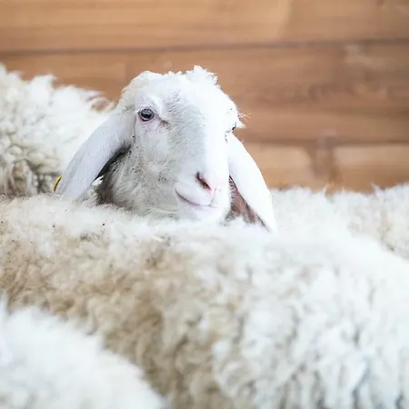 Tenuta Saiano 3* Torriana