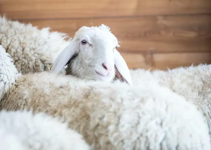 Tenuta Saiano 3* Torriana