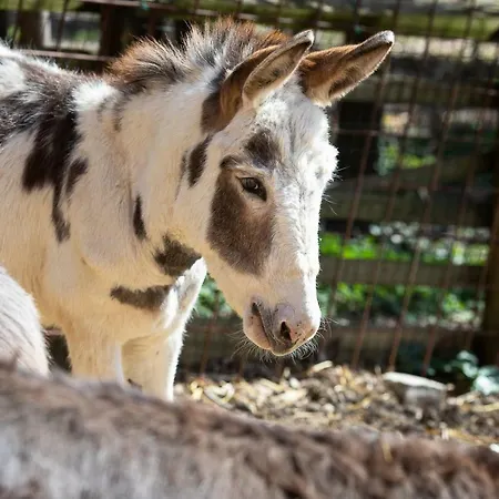 Tenuta Saiano Resort Torriana