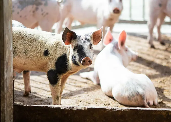 Tenuta Saiano 3* Torriana