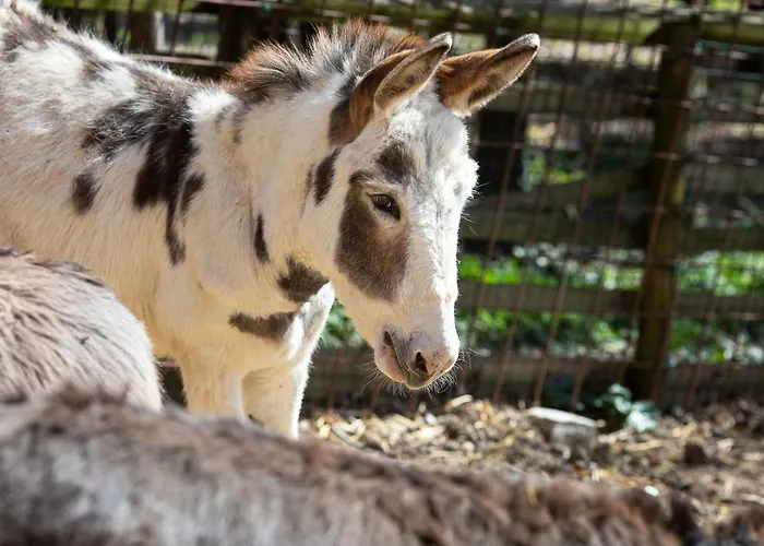 Tenuta Saiano Station touristique Torriana