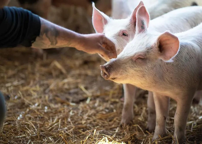 Tenuta Saiano Resort Torriana